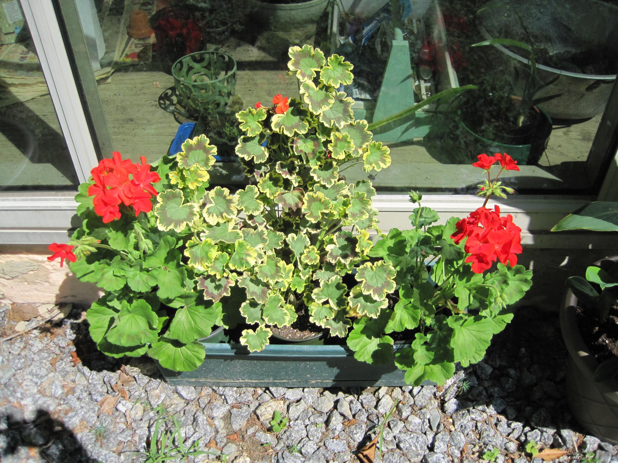 Red Geraniums 